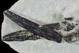 Rare, Fossil Lobster (Hoploparia) - Lyme Regis, England #93912-2